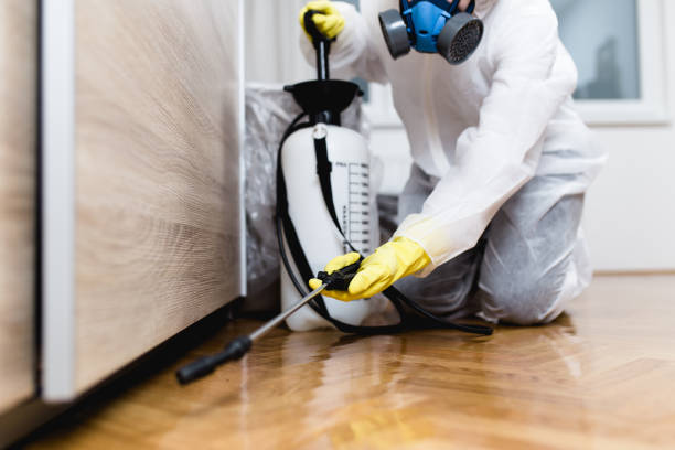 Wasp Removal Services in Palmer, TX