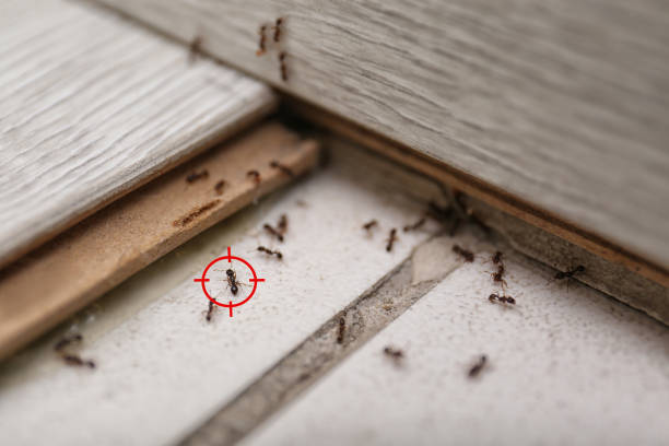 Best Best Pest Control Companies  in Palmer, TX